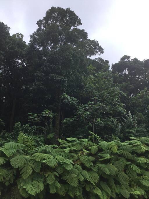 Les Lucioles 1 Beau T2 En Foret Tropicale Avec Acces Piscine Saint-Joseph Ngoại thất bức ảnh